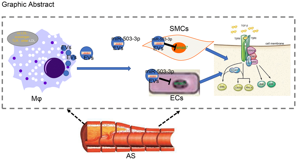 Systematic diagrams illustrating how macrophages crosstalk with ECs and SMCs and how they involve in the formation of atherosclerotic plaques. Macrophages deliver miR-503-5p to HCAECs and HCA-SMCs via EVs and downregulate Smad7, smurf1, and smurf2 in HCAECs and HCASMCs, thereby inhibiting proliferation, migration, and angiogenic abilities of HCAECs, but promoting proliferation and migration of HCASMCs.