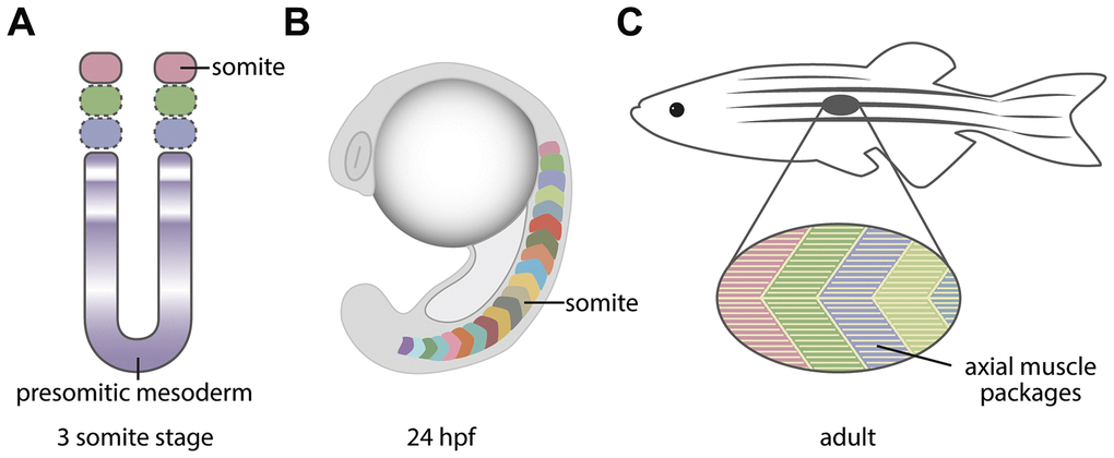 Graphical depiction of how the segmentation of the presomitic mesoderm leads to the formation of the axial myotome. (A) The oscillation of Notch-Delta genes leads to the segmentation of the presomitic mesoderm into somites. The 3 somite stage is shown. (B) The somites are transient structures with a chevron shape in the paraxial mesoderm of the zebrafish embryo, and will generate the axial muscles and later aspects of the vertebrae. (C) The adult zebrafish musculature presents the same segmental periodicity as the embryonic somites.