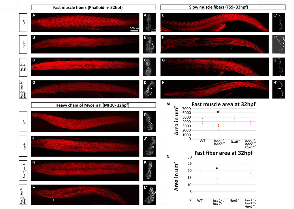 Fast and slow muscle fibers are affected in mutants at embryonic stages. (A–D) Phalloidin staining for fast muscle fibers in all mutants show loss of the characteristic metameric structure. (A) In addition, the transverse plane sections at the cloacal level in tbx6-/- and her1-/-; her7-/-; tbx6-/- display hollow cavities where no muscle fibers were present (B´ and D´). F59 staining for slow muscle fibers (E–H) also demonstrates loss of the characteristic metameric patterning in the mutants. tbx6-/- and her1-/-; her7-/-; tbx6-/- mutants present fusions of the fibers and cavities (F, F´ and H´). The her1-/-; her7-/- slow fibers resemble wild type fibers in sections (G´). The marker for striated muscle, MF20 (I–L) shows the same phenotype as phalloidin and allows the visualisation of aggregates of the fibers near the areas where there are lesions in the her1-/-; her7-/-; tbx6-/- mutants (arrow in L´). Quantifications of fast muscle area (M) and fiber cross-sectional area (N) at 32hpf display a statistically significant decrease (p= 0.03 and p= 0.009 respectively) of these two criteria in the her1-/-; her7-/ - mutants. In both figures, 6 points were measured. An asterisk denotes when the difference between the wild types and mutants is statistically different (p