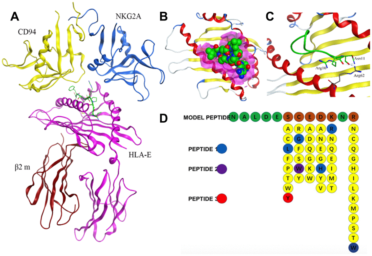 Designing High Affinity Target Binding Peptides To Hla E A Key Membrane Antigen Of Multiple 1701