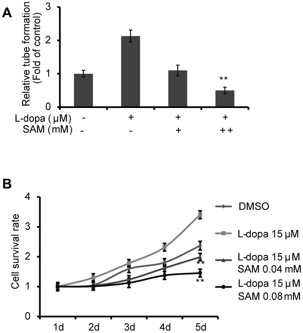 SAM suppresses the proliferation and angiogenesis effect of L-dopa in primary-HUVECs. (A) Primary HUVECs were treated with a single or combination agent for 24 h and then analyzed with tube-formation assay. The average number of microtubules from three experiments was analyzed using ImageJ software. (B) After treatment with the indicated conditions, cell viability was evaluated using the CCK-8 assay. The experiments were repeated for three independent times. And the quantitative results shown are means ± SD. The asterisk (* or **) indicates a significant (p 