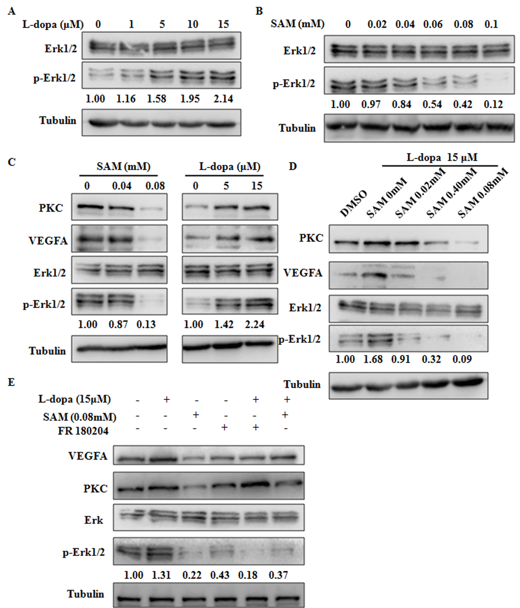 The functions of L-dopa and SAM are dependent on the ERK activation. (A–E) Primary HUVECs were treated by different concentrations of L-dopa and SAM and 10 μM FR180204 for 24 h. Then, the protein expression levels were analyzed by western blot with the indicated antibodies. α-Tubulin used as an internal normalization control.