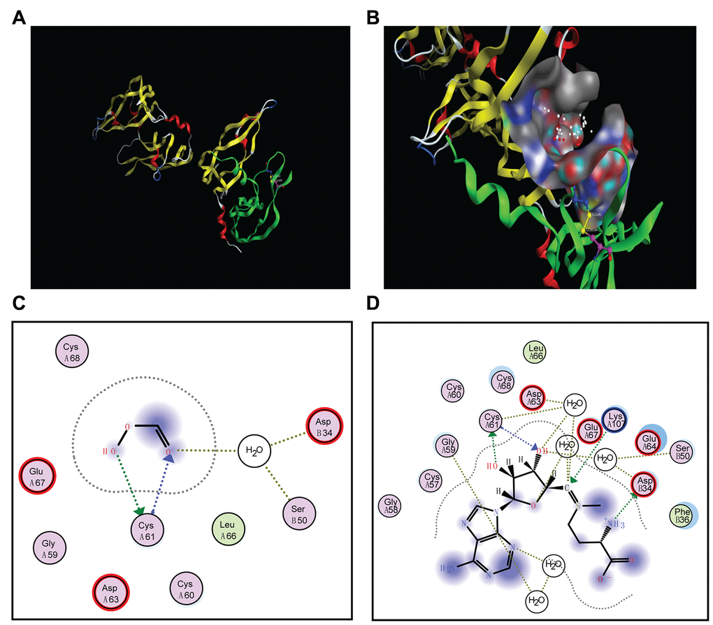 Docking poses and activity pocket for SAM in the crystal structure of VEGFA (PBD ID: 1MKK). (A) The disulfide bridges between C61A-C104A of VEGFA. (B) Docking site of VEGFA crystal structure. (C and D) Important residues are labeled and shown as sticks to facilitate the localization of PFA or SAM on the active site region in VEGFA.