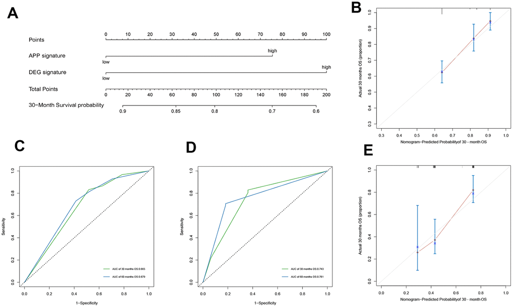 Construction of nomogram and evaluation of its prediction ability. The nomogram plot (A) composed of APP signature and DEG signature, the calibration curve for the estimation of 30-month survival probability in the training cohort (B) and the validation cohort (C), and the time-dependent ROC of 30 months describe the discriminative ability of the nomogram in the training cohort (D) and the validation cohort (E).