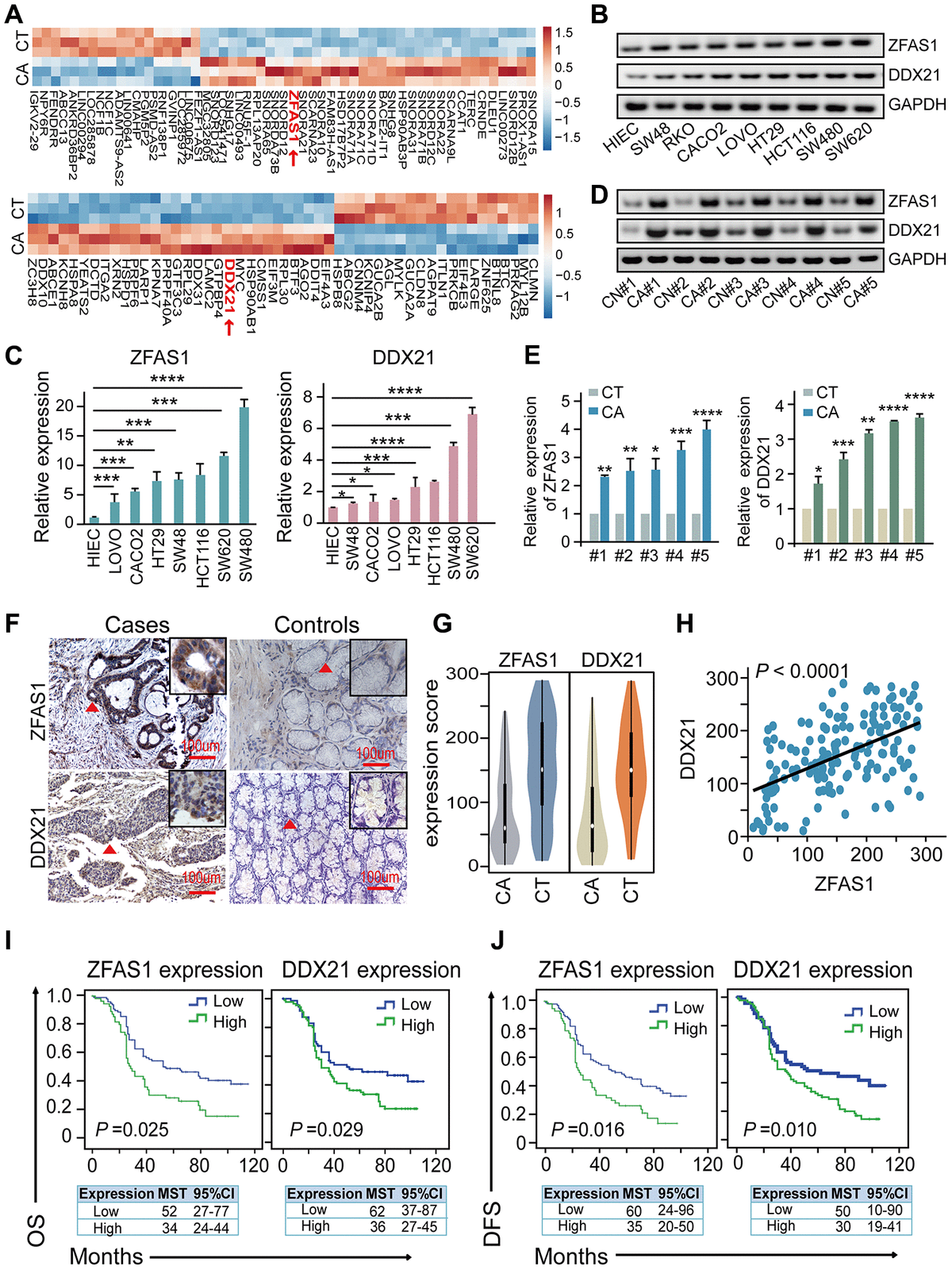 Long Non Coding Rna Zfas1 Promotes Colorectal Cancer Tumorigenesis And