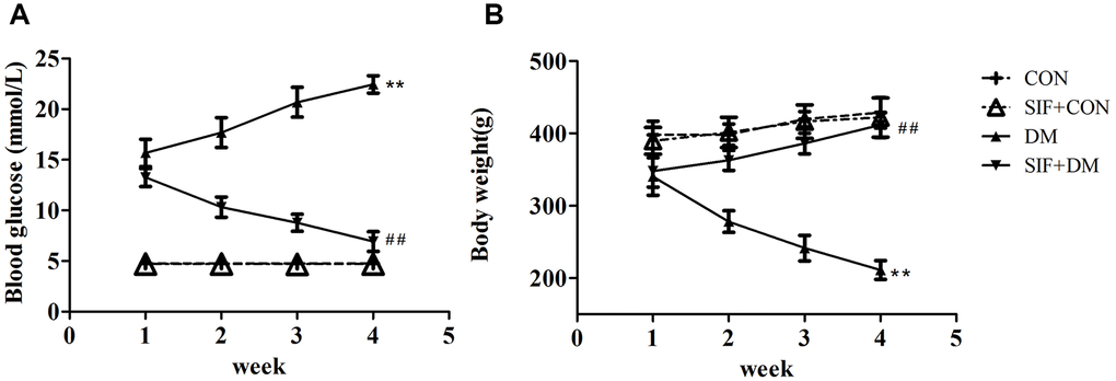 Effect of SIF on the body weights and blood glucose levels of diabetic rats. (A) Changes in the blood glucose levels in the rats after four weeks of SIF treatment. (B) Changes in the body weights of the rats after four weeks of SIF treatment. The results are shown as the mean±standard deviation (n=10 per group). **p ##p 