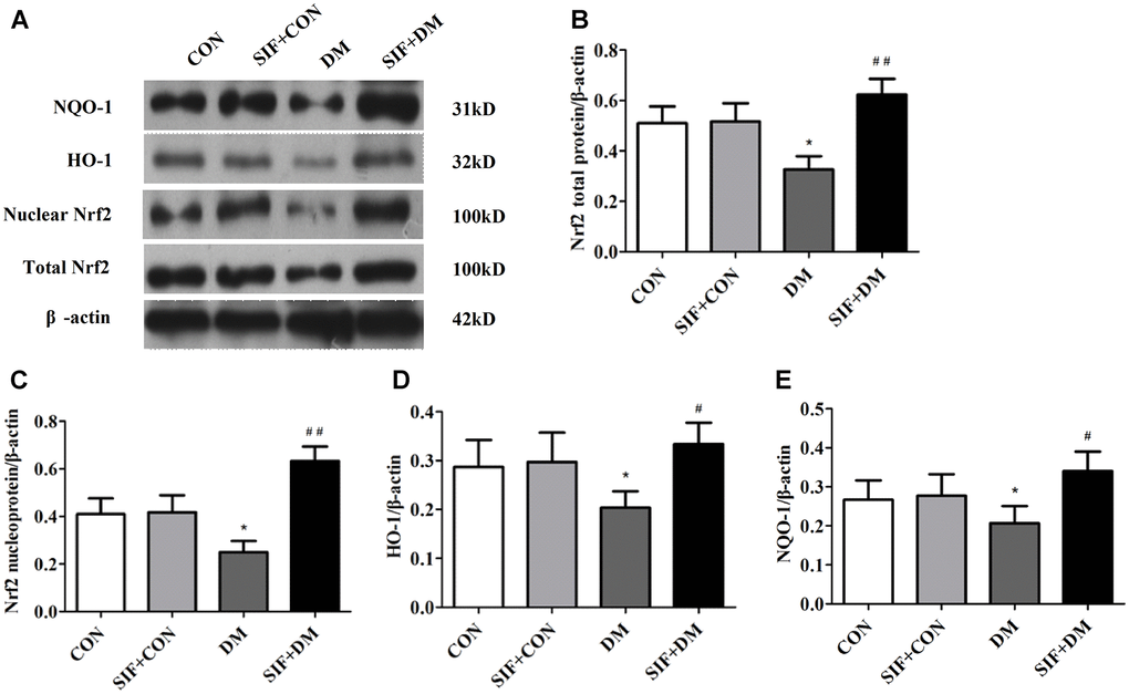 Effect of SIF on the expression of proteins associated with oxidative stress. (A) Immunoblot bands of Nrf2, HO-1, NQO1 and n-Nrf2; Analysis of each band by optical density. (B) Nrf2, (C) n-Nrf2, (D) HO-1, (E) NQO1. The results are shown as the mean ±standard deviation (n=5 per group). *p #p ##p 