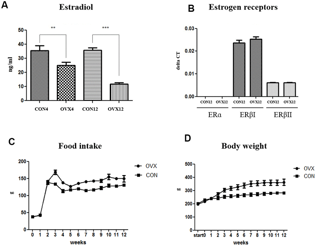 Sex hormone and body weight change after ovariectomy. (A) The level of serum estradiol concentration in the CON and OVX groups. (B) The expression of estrogen receptors in the CON12 and OVX12 group. (C), (D) Food intake and body weight in the CON and OVX group. Two-way ANOVA test. *ppp