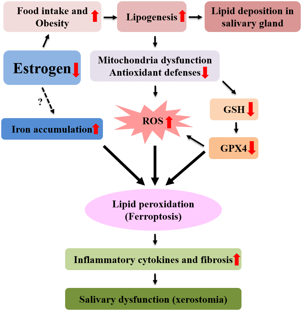 Mechanism of postmenopausal xerostomia. After menopause, lipid ROS production increased due to increased lipogenesis and lipid peroxidation, resulting in ferroptosis and fibrosis and inflammation of submandibular gland. As a result, the function of the submandibular gland is reduced, resulting in xerostomia.