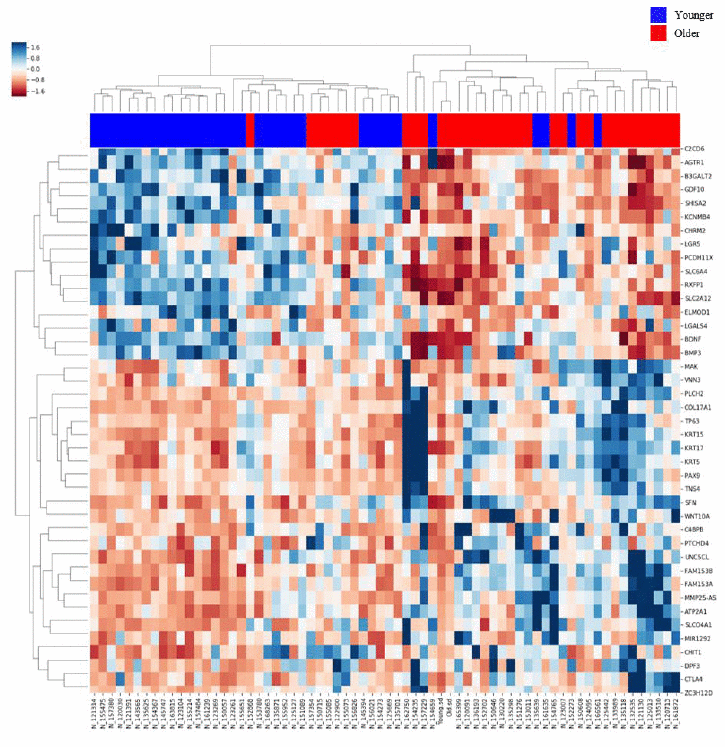 Heatmap of gene expression in the lung tissues of the Older vs. Younger groups. The heatmap of 80 genes with increased or decreased gene expression is illustrated with the hierarchical clustering of gene expression data for the Older and Younger groups. The colored column sidebar at the top indicates the status of the subjects (blue - Younger group; red - Older group). The information has been revised for better flow and readability. Please check if the revised information conveys your intended meaning.