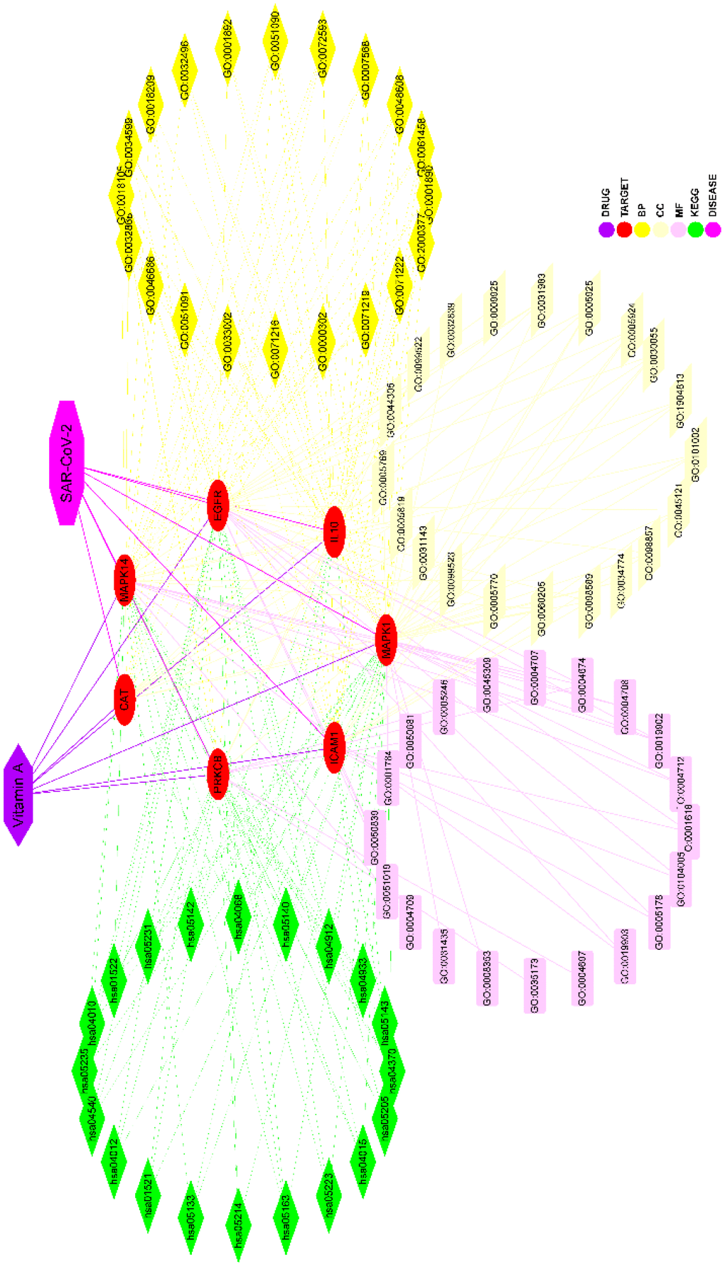 Interaction network of the target-KEGG pathways of VA against SARS-CoV-2. The middle part represented the anti-SARS-CoV-2 targets of vitamin A, and the enriched top 20 biological functions and KEGG pathways.