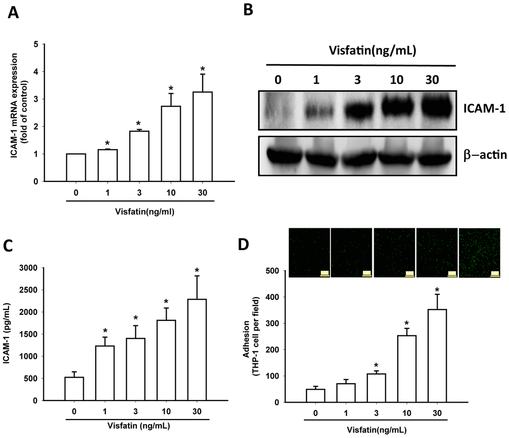 Visfatin stimulates ICAM-1 expression and monocyte adhesion in OASFs. (A–C) OASFs were incubated with visfatin (1–30 ng/mL) for 24 h, and ICAM-1 expression was examined by RT-qPCR, Western blot and ELISA analysis. (D) OASFs were incubated with visfatin (1–30 ng/mL) for 24 h. THP-1 cells loaded with BCECF-AM were added to OASFs for 6 h, then THP-1 cell adherence was measured by fluorescence microscopy. * p