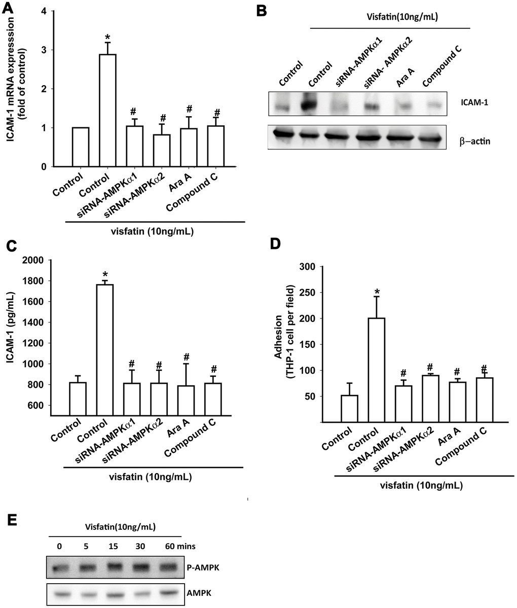 The AMPK pathway is involved in visfatin-induced ICAM-1 synthesis and monocyte adhesion. (A–C) OASFs were pretreated with AMPK inhibitors (Ara A, compound C) or transfected with AMPK siRNAs, then incubated with visfatin for 24 h. ICAM-1 levels were examined by RT-qPCR, Western blot and ELISA assays. (D) OASFs were treated with the same conditions as those described in (A). THP-1 cells loaded with BCECF-AM were added to OASFs for 6 h, then THP-1 cell adherence was measured by fluorescence microscopy. (E) OASFs were incubated with visfatin for the indicated time intervals, and AMPK phosphorylation was examined by Western blot. * p#p