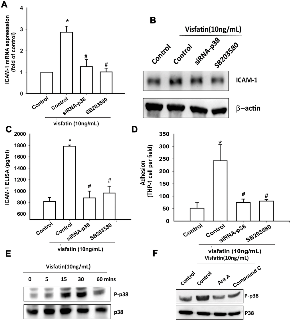 The p38 pathway is involved in visfatin-induced ICAM-1 synthesis and monocyte adhesion. (A–C) OASFs were pretreated with a p38 inhibitor (SB203580) or transfected with p38 siRNA, then incubated with visfatin for 24 h. ICAM-1 levels were examined by RT-qPCR, Western blot and ELISA assays. (D) OASFs were treated with the same conditions as those described in (A). THP-1 cells loaded with BCECF-AM were added to OASFs for 6 h, then THP-1 cell adherence was measured by fluorescence microscopy. (E, F) OASFs were incubated with visfatin for the indicated time intervals or pretreated with AMPK inhibitors then stimulated with visfatin, and p38 phosphorylation was examined by Western blot. * p#p