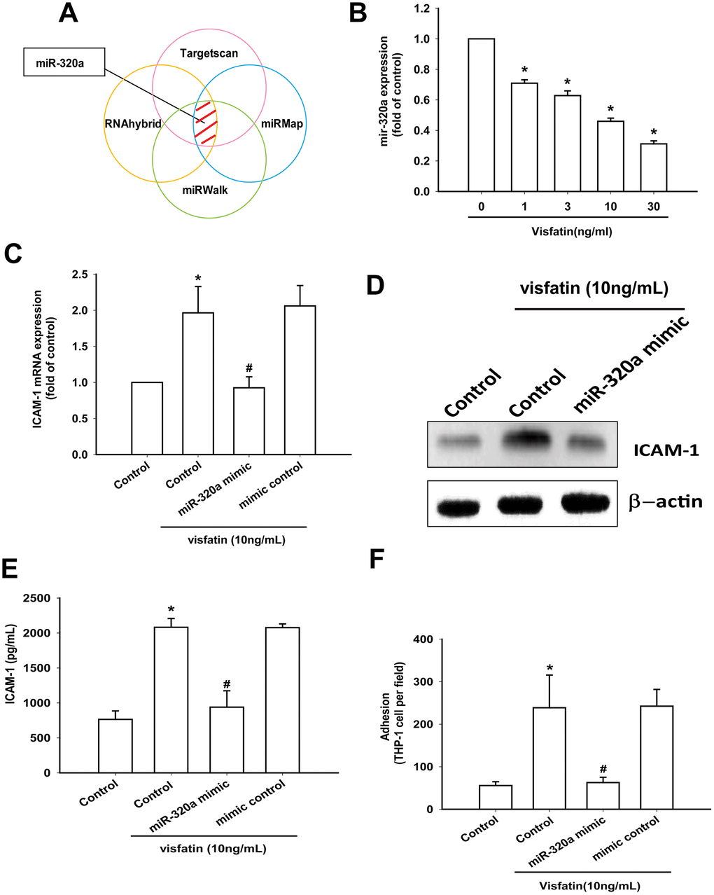 Visfatin promotes ICAM-1 production and monocyte adhesion by suppressing miR-320a. (A) Open-source software (TargetScan, miRMap, RNAhybrid, and miRWalk) was used to identify which miRNAs could possibly interfere with ICAM-1 transcription. (B) OASFs were incubated with visfatin (1–30 ng/mL). miR-320a expression was examined by RT-qPCR. (C–E) OASFs were transfected with miR-144-3p mimic and mimic control (serving as the vehicle control) and then stimulated with visfatin. ICAM-1 levels were examined by RT-qPCR, Western blot and ELISA assays. (F) OASFs were treated with the same conditions as those described in (C). THP-1 cells loaded with BCECF-AM were added to OASFs for 6 h, then THP-1 cell adherence was measured by fluorescence microscopy. * p#p