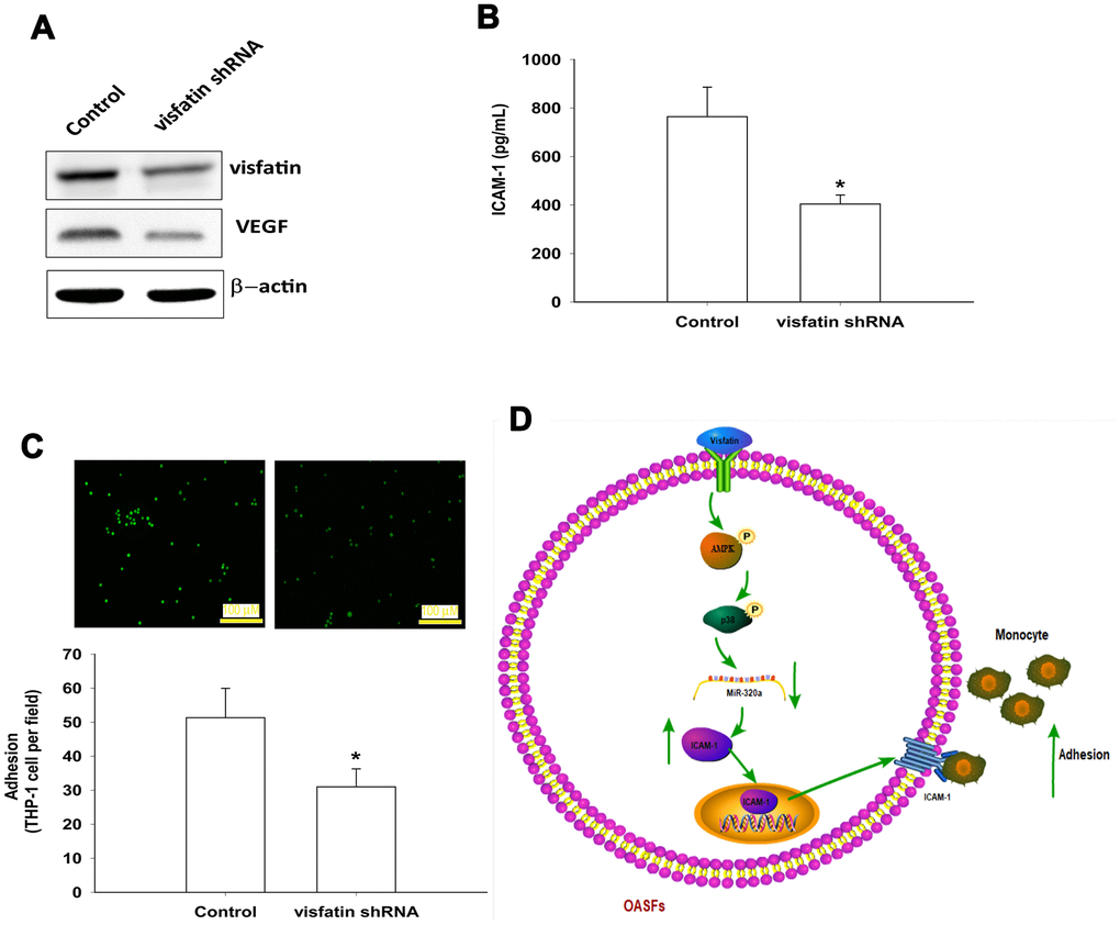Knockdown visfatin reduces ICAM-1 expression and monocyte adhesion in OASFs. (A, B) OASFs were transfected with visfatin shRNA. Visfatin and ICAM-1 expression was examined by Western blot and ELISA. (C) OASFs were treated with the same conditions as those described in (A). THP-1 cells loaded with BCECF-AM were added to OASFs for 6 h, then THP-1 cell adherence was measured by fluorescence microscopy. (D) The schematic diagram summarizes the mechanism whereby visfatin promotes ICAM-1 expression and monocyte adhesion in OASFs. Visfatin promotes ICAM-1 expression and enhances monocyte adhesion to OASFs by downregulating miR-320a through the AMPK and p38 signaling pathways. * p