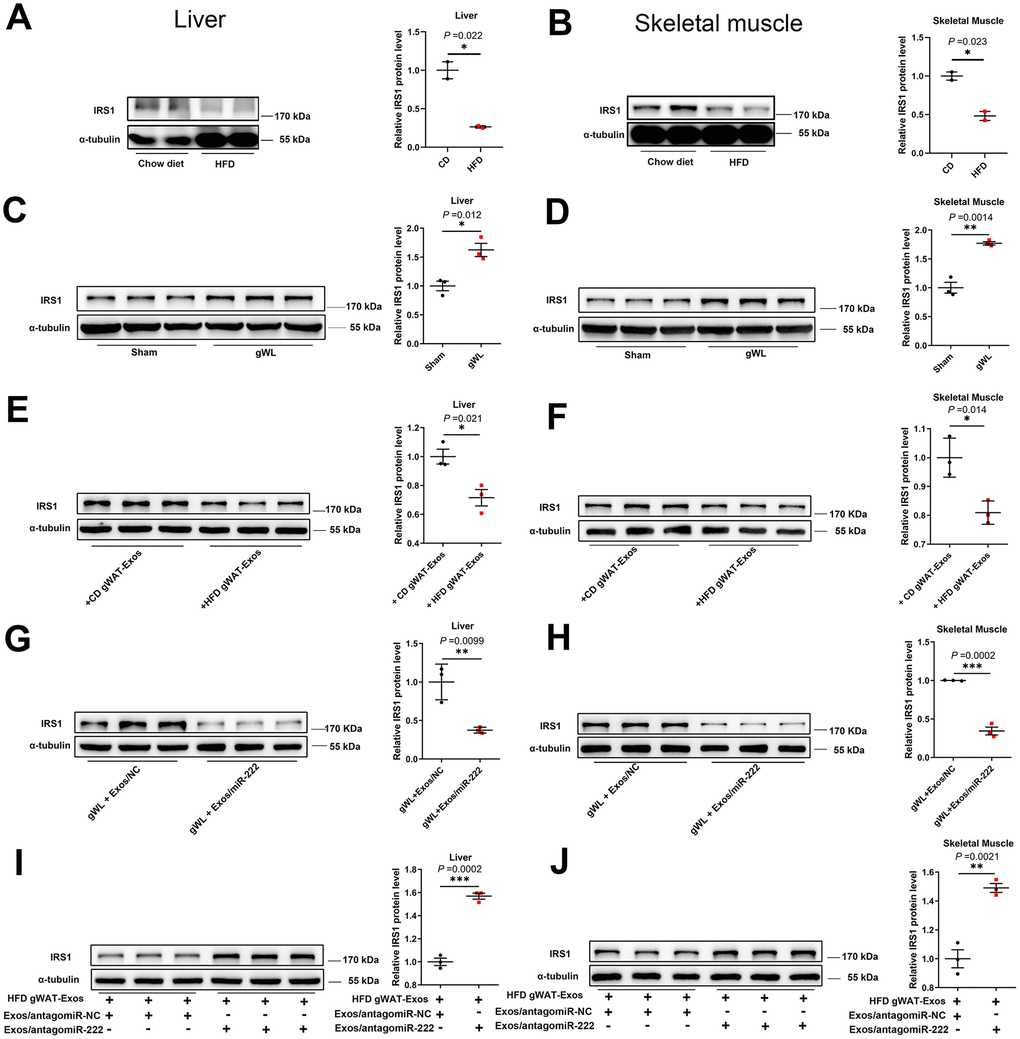 The gWAT-derived exosomal miR-222 repress the expression of IRS1 protein in the liver and skeletal muscle tissues of HFD-fed obese model mice. (A, B) Western blot analysis shows the IRS1 protein levels in the (A) liver and (B) skeletal muscle tissues from the CD-fed and HFD-fed male mice. (C, D) Western blot analysis shows the IRS-1 protein levels in the (C) liver and (D) skeletal muscle tissues from the gWAT-lipectomized (gWL) and sham-operated (Sham) HFD mice. (E, F) Western blot analysis shows the IRS1 protein levels in the (E) livers and (F) skeletal muscle tissues in the 8-week old wild-type mice injected continuously for 7 days via the tail vein with CD-gWAT-Exos or HFD-gWAT-Exos. (G, H) Western blot analysis shows the IRS1 levels in the (G) liver and (H) skeletal muscle tissues in the HFD gWL mice injected continuously via the tail vein for 7 days with 293T-exosomes containing miR-NC or miR-222 mimics. (I, J) Western blot analysis shows the IRS1 levels in the (I) liver and (J) skeletal muscle tissues of the wild-type mice continuously injected for 7 days with the HFD-gWAT-Exos plus 293T-exosomes (containing antagomiR-222 or antagomiR-NC). Note: CD-gWAT-Exos: exosomes secreted by the gWAT of CD mice; HFD-gWAT-Exos: exosomes secreted by the gWAT of HFD mice; The IRS1 protein levels were normalized to α-tubulin levels; The data are presented as the means ± SE; * P P P 