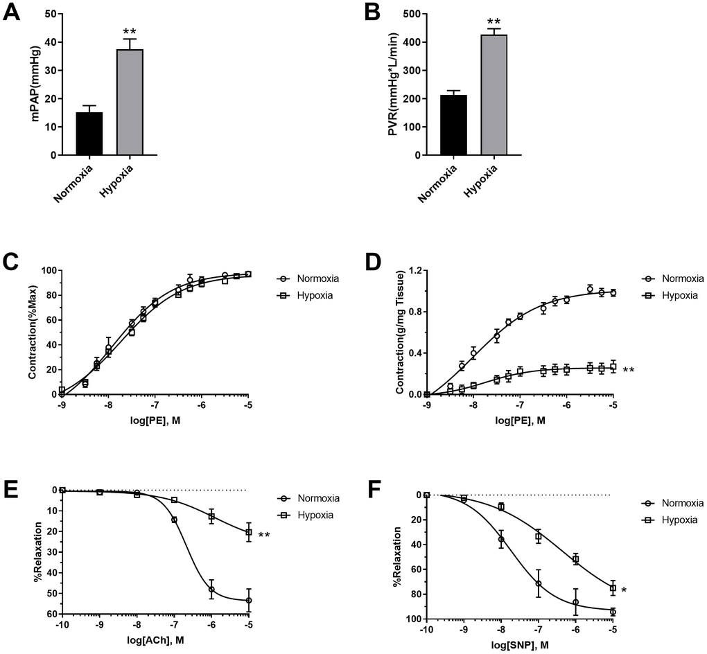 Hypoxia-induced PASMC dysfunction. (A) Hypoxia increased mean pulmonary artery pressure (mPAP) in rats. (B) Hypoxia increased pulmonary vessel resistance (PVR) in rats. (C) PE-induced vasoconstriction presented as percentage of maximal contraction. (D) PE-induced vasoconstriction presented as contraction force per tissue weight (g/mg tissue). (E, F) Both endothelium-dependent (E) and endothelium-independent (F) vasodilation was impaired in hypoxic rats. *, pp