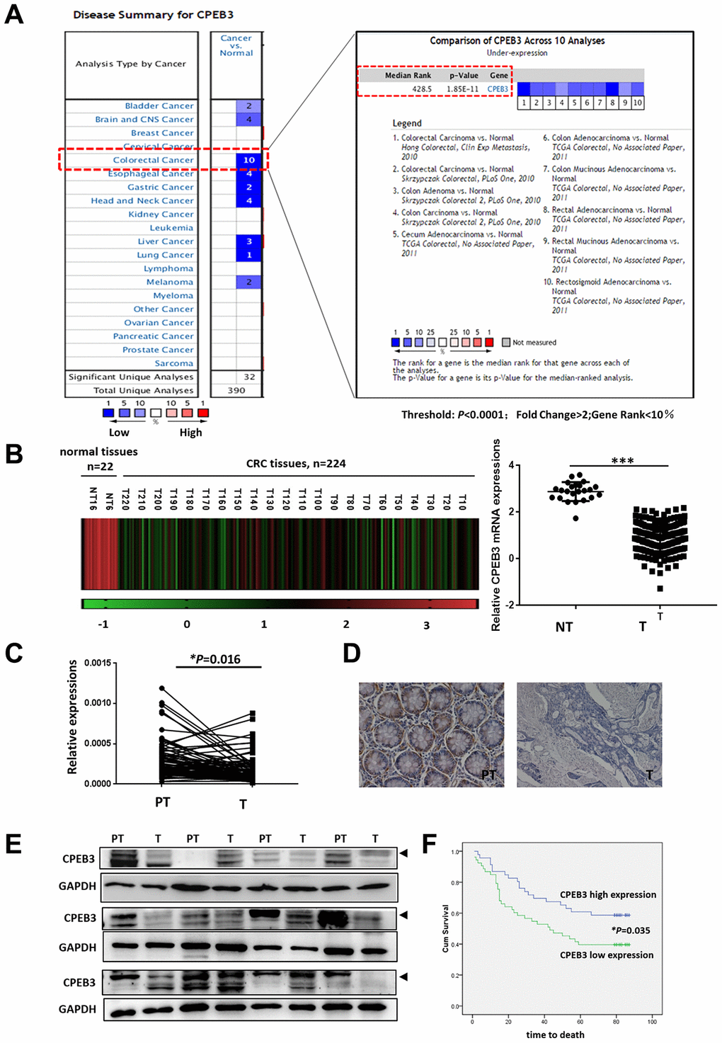 CPEB3 is frequently down-regulated in colorectal cancer tissues. (A) CPEB3 expression in colorectal cancer tissues and other tumors, based on previously published microarray data from the Oncomine database (threshold: P  2; gene rank B) Analysis of CPEB3 gene expression in colorectal cancer and normal tissues in TCGA database (n = 246 [224 vs. 22]). (C) qPCR analysis of CPEB3 mRNA expression in human colorectal cancer tissues and matched peri-tumoral tissues (n = 84). (D) Representative immunohistochemical staining of CPEB3 in human colorectal cancer tissues (right) and matched peri-tumoral tissues (left). (E) Western blotting analysis of CPEB3 in human colorectal cancer tissues and matched peri-tumoral tissues (n = 12). (F) Patients in the CPEB3 low-expression group tended to exhibit shorter OS than patients in the high-expression group by Kaplan-Meier analysis (47 vs. 62 months; P = 0.035).