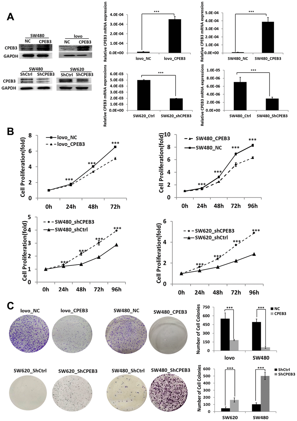 CPEB3 inhibits human colorectal cancer proliferation in vitro. (A) CPEB3 protein expressions of CRC cell lines were efficiently upregulated or downregulated after transfection as analyzed by Western blotting (left) and qPCR (right) detection (**P P B, C) After effective up- or down-regulation of CPEB3, CCK-8 (B) and colony formation (C) assays were performed to explore the effect of CPEB3 on proliferative capacity of colorectal cancer cell line.