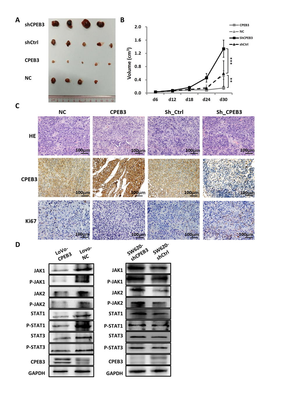 CPEB3 inhibits human colorectal cancer proliferation and JAK/STAT pathway in vivo. (A) Representative images of tumors formed in nude mice subcutaneously implanted with SW480-CPEB3, SW-NC, SW480-shCPEB3 and SW480-shCtrl cell lines. (B) Growth curves of implanted tumors in nude mice (**PPC) Representative immunohistochemical images of tumor xenografts derived from SW480-CPEB3, SW-NC, SW480-shCPEB3 and SW480-shCtrl cell lines stained by anti-CD31 and anti-Ki67 antibodies (Original magnification, ×200). (D) Western blots showed that CPEB3 overexpression suppressed JAK1 and phosphorylated JAK1, as well as molecules in the JAK/STAT pathway while CPEB3 knockdown promoted the activation of these genes.
