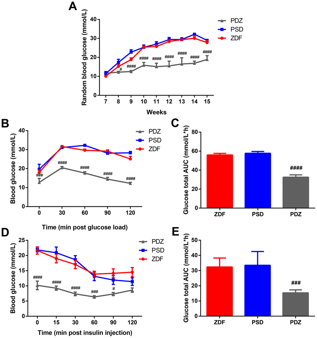 Effects of ZBPYR on RBG, glucose tolerance, and insulin resistance in PSD rats. (A) RBG was measured at 7-15 weeks old. Oral glucose tolerance tests were performed on 14 hour fasted rats after 10 weeks with a Purina 5008 diet. Blood glucose levels (B), total glucose area under the curve (AUC) (C). Insulin tolerance tests were conducted on 6 hour fasted animals. Blood glucose levels (D), total glucose AUC (E). #p ###p ####p 