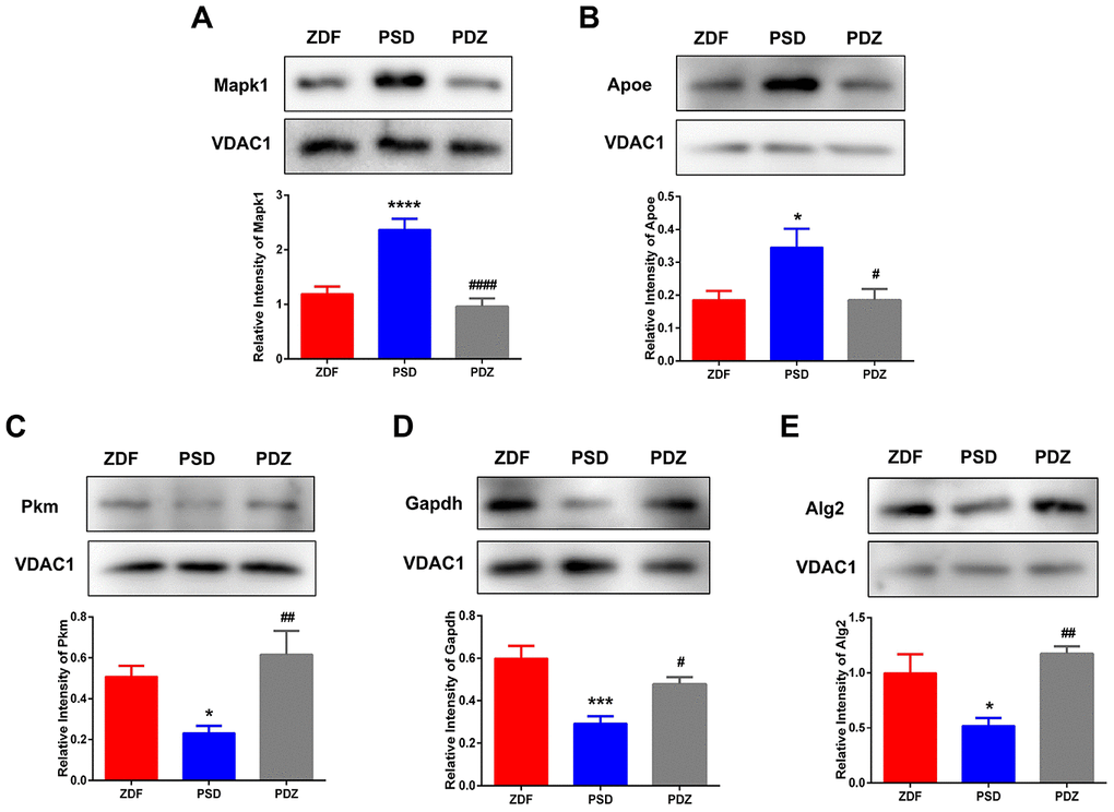 Western blotting analysis for selected differentially expressed proteins. MAM fractions from ZDF, PSD, and PDZ rats were analyzed by western blotting using antibodies against mitogen-activated protein kinase 1 (Mapk1) (A), apolipoprotein E (Apoe) (B), pyruvate kinase (Pkm) (C), glyceraldehyde-3-phosphate dehydrogenase (Gapdh) (D), and ALG2, alpha-1,3/1,6-mannosyltransferase (Alg2) (E). VDAC1 was used to ensure equal protein loading and transfer. The levels of Pkm, Mapk1, Apoe, Gapdh, and Alg2 were normalized relative to VDAC1 levels. *p ***p ****p #p ##p ####p 