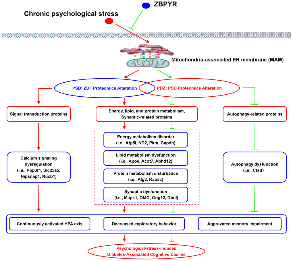 The potential mechanism of chronic PS and ZBPYR treatment. Chronic PS causes proteomic alterations in brain MAM of ZDF rats, including in proteins related to lipid and protein metabolism, energy metabolism, synaptic function, and calcium signaling. ZBPYR treatment results in proteomic alterations in PSD rats, including in proteins related to lipid and protein metabolism, energy metabolism, synaptic function, and autophagy. This may trigger the molecular basis of chronic PS aggravated diabetes-associated cognitive decline (i.e., persistent hyperactivity of the HPA axis, decreased exploratory behavior, and aggravated memory impairment) and provides a potential therapeutic mechanism of ZPBYR.