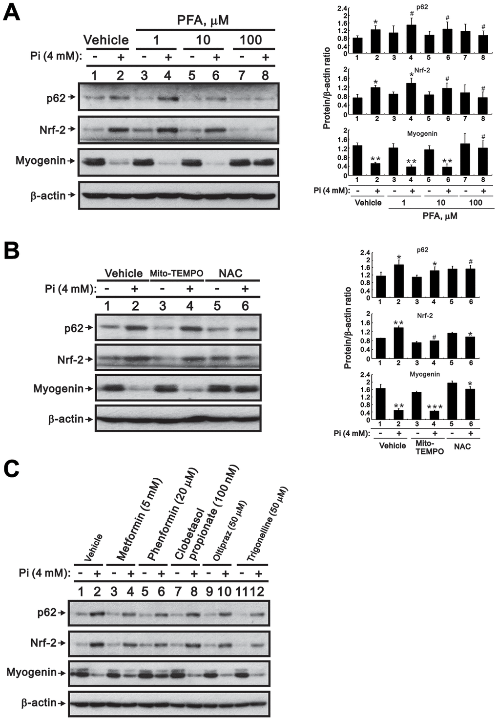 Inhibition of Pi transport, ROS production, or Nrf2 activity counteracts high Pi-induced changes in Nrf2, p62, and myogenin expression in differentiated C2C12 cells. (A, B) Representative immunoblots of p62, Nrf2, and myogenin expression in whole-cell lysates of 3-day-differentiated C2C12 cells treated for 24 h with (A) PFA or (B) 10 μM Mito-TEMPO or 10 mM NAC. (C) Immunoblot analysis of Nrf2, p62, and myogenin expression in whole-cell lysates of 3-day-differentiated C2C12 cells treated for 24 h with 4 mM Pi and various Nrf2 modulators. β-actin was used as loading control. Data are presented as means ± SEM. *P #P > 0.05.