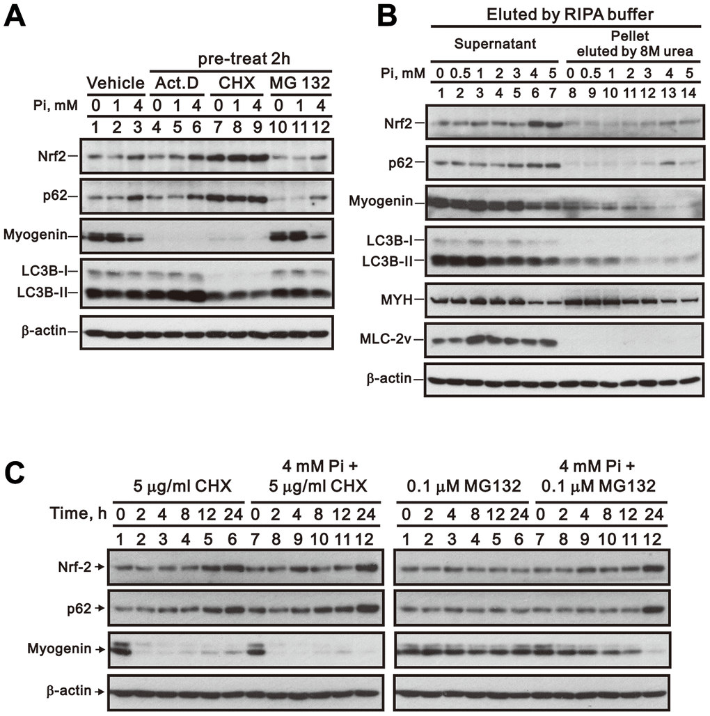 Inhibition of RNA transcription, protein synthesis, or proteasome formation does not reverse high Pi-induced myogenin downregulation. (A) Representative whole-cell lysate immunoblots for Nrf2, p62, myogenin, and LC3B. Differentiated C2C12 cells were pretreated for 2 h with Act D (10 nM), CHX (5 μg/ml), or MG-132 (0.1 μM) and then exposed for 24 h to the indicated Pi concentrations. (B) Immunoblot analysis of Nrf2, p62, myogenin, LC3B, MYH, and MLC-2v content in protein aggregates from differentiated C2C12 cells treated for 24 h with the indicated Pi concentrations. (C) Immunoblot analysis of Nrf2, p62 and myogenin expression in whole cell lysates from differentiated C2C12 cells treated for the indicated times with CHX or MG-132, with or without 4 mM Pi.
