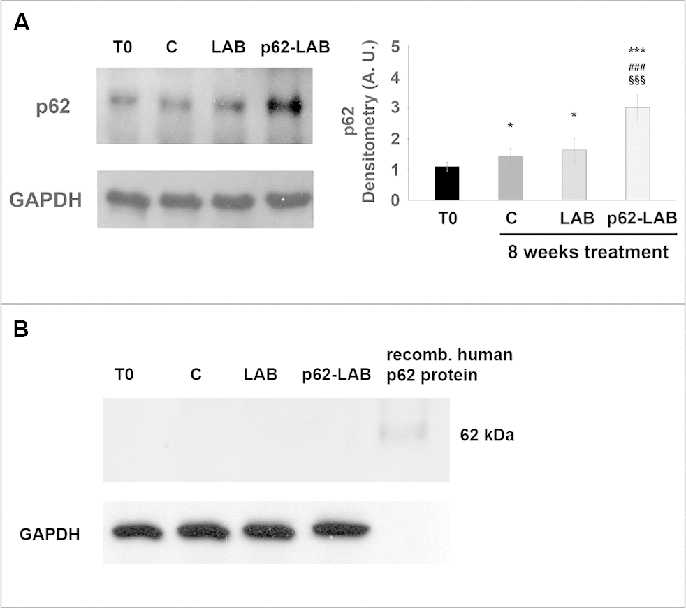 Neuroprotective Effects Of P62(SQSTM1)-engineered Lactic Acid Bacteria ...