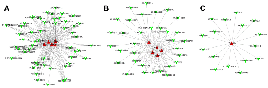 Co-expression network analysis of differentially expressed lncRNA-mRNA. After Pearson correlation analysis between differentially expressed lncRNA and mRNA, (A) 5, (B) 5, and (C) 1 mRNA and their corresponding lncRNA with correlation coefficient >0.8 and P value 