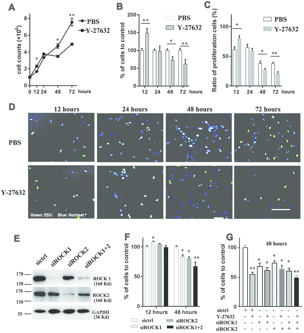 Prolonged treatment with Y-27632 promotes the senescence of 