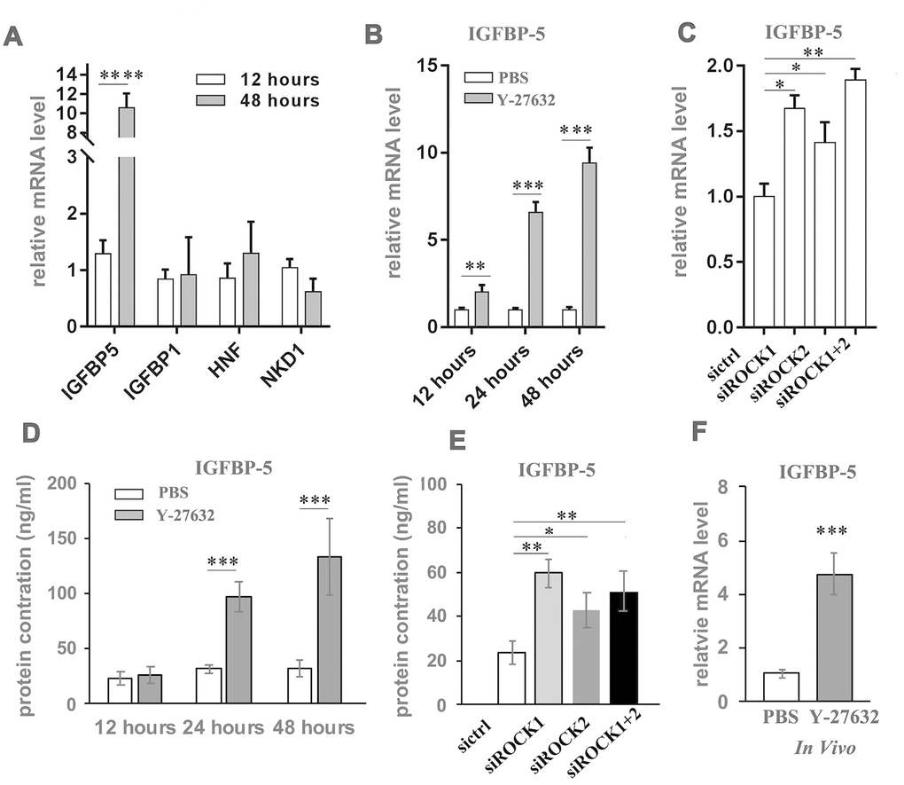 Y-27632 induces expression of IGFBP-5 in HDFs in vitro and in vivo. (A) Genes whose expression levels changed differently at 12 h and 48 h in (Figure 4) were detected by RT-qPCR analysis. Fold mRNA expression levels were normalized by the control at the indicated times. (B) HDFs were treated with PBS and 10 μM (y+) Y-27632 at the indicated times and total RNAs were extracted for RT-qPCR analysis of IGFBP-5. The fold change of IGFBP-5 relative to the control (expression level as 1) is shown. (C) HDFs were transfected with siRNAs specific for ROCK1 and/or ROCK2, with a scrambled siRNA as a control, and at 48 h after transfection, the mRNA expression level of IGFBP-5 was determined by RT-qPCR analysis. The fold change of IGFBP-5 in ROCK knockdown cells relative to the control (expression level as 1) is shown. (D) HDFs were treated with PBS or 10 μM (y+) Y-27632 and the conditioned medium was collected at the indicated times for ELISA analysis of IGFBP-5 protein level. (E) HDFs were transfected with siRNAs specific for ROCK1 and/or ROCK2, with a scrambled siRNA as a control, and at 48 h after transfection, the cells were replaced with fresh medium and cultured for another 48 hours to collect the conditioned medium for ELISA analysis of IGFBP-5 protein level. (F) The reconstituted skin formed from grafting HDFs together with human epidermal cells were collected after treatment with 10 μM Y-27632 or PBS for 2 weeks and total RNAs were extracted from the dissected dermis of the skin for RT-qPCR analysis of human IGFBP-5. All experiments were repeated at least 3 times. * P