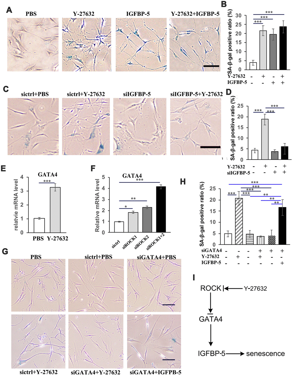 Y-27632 promotes the senescence of HDFs through regulation of GATA4/IGFBP-5. (A) HDFs were treated with or without 10 μM Y-27632 or with or without 100 ng/ml IGFBP-5 for 48 h, then were fixed and analyzed using a SA-β-gal staining kit to detect senescent cells. scale bar = 100 μm. (B) Quantification of SA-β-gal-positive cells in (d), the percentage of SA-β-gal-positive cells was calculated based on counting a total of 500 cells. (C) HDFs were transfected with a siRNA targeting IGFBP-5 (siIGFBP-5) or a scrambled siRNA (sictrl). After transfection for 24 h, HDFs were treated with PBS or 10 μM Y-27632 for 48 h and were then fixed and analyzed using a SA-β-gal staining kit to detect senescent cells. scale bar = 100 μm. (D) Quantification of SA-β-gal-positive cells in (C), the percentage of SA-β-gal-positive cells was calculated based on counting a total of 500 cells. (E) HDFs were cultured in growth medium in the presence of PBS or 10 μM Y-27632, then collected at 48 h after treatment for RT-qPCR analysis of GATA4. The fold change of GATA4 in Y-27632 treated HDFs relative to the control (expression level as 1) is shown. (F) HDFs were transfected with siRNAs for ROCK1 and/or ROCK2, or a scrambled siRNA as a control, and at 48 h after transfection, the mRNA expression level of GATA4 was detected by RT-qPCR analysis. The fold change of GATA4 in the ROCK knockdown HDFs relative to the control (expression level as 1) is shown. (G) HDFs were transfected with a scrambled siRNA (sictrl), siRNAs targeting GATA4 (siGATA4), together with either PBS or 10 μM Y-27632 or 100 ng/ml IGFBP-5 and 10 μM Y-27632 alone for 48 h, then were fixed and analyzed using a SA-β-gal staining kit to detect senescent cells, scale bar = 100 μm. (H) Quantification of SA-β-gal-positive cells in (G), the percentage of SA-β-gal-positive cells was calculated based on counting a total of 500 cells. (I) Proposed scheme indicating the mechanism of ROCK regulating the senescence of human skin dermal cells. All experiments were repeated at least 4 times, * P