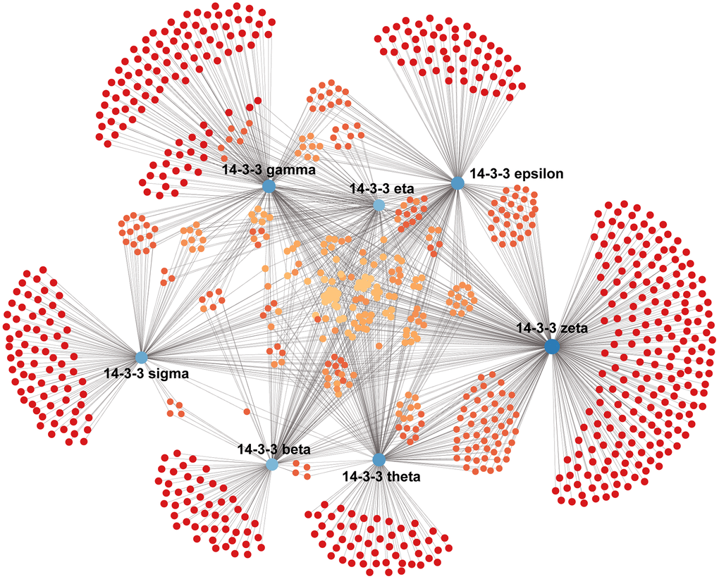 Construction of the breast-specific PPI network of 14-3-3. The PPI network of 14-3-3 was constructed on the NetworkAnalyst website. Blue nodes represent 14-3-3 isoforms, and red and orange nodes represent crucial interactors in breast mammary tissues.