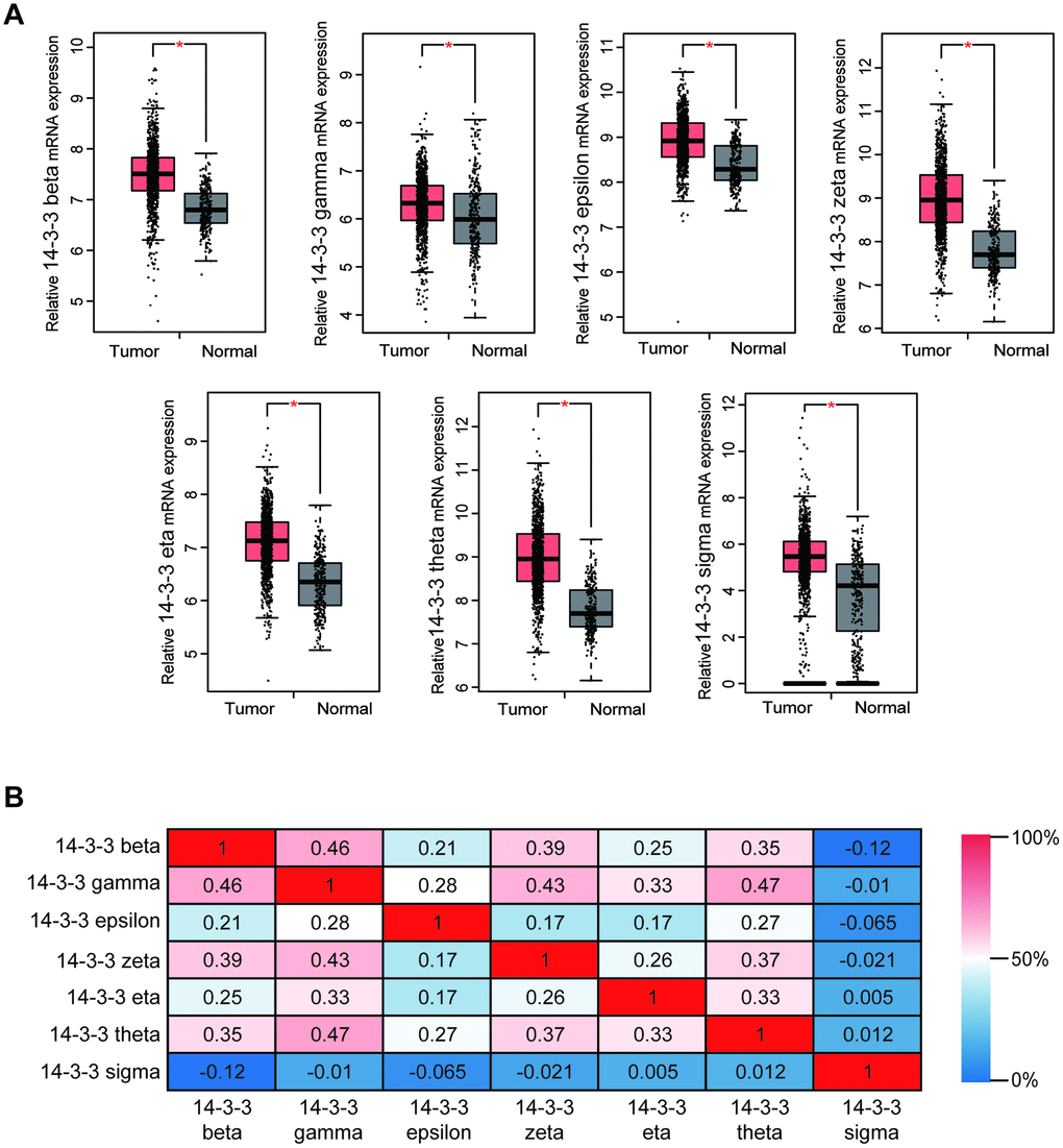 Transcriptional levels of 14-3-3 in BrCa tissues. (A) Box plots derived from gene expression data in GEPIA comparing the expression of 14-3-3 in BrCa and normal tissues. The p-value was set up at 0.05. (B) The Pearson correlation coefficients between 14-3-3 isoforms.