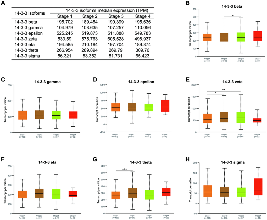 Association of mRNA expression of 14-3-3 isoforms with clinical stages of BrCa. (A) Summarization of transcriptional expression of 14-3-3 isoforms in different clinical stages. (B, E, G) Expression levels of 14-3-3 beta, 14-3-3 zeta and 14-3-3 theta were related to clinical stages. (C, D, F, H) Expression levels of 14-3-3 gamma, 14-3-3 epsilon, 14-3-3 eta and 14-3-3 sigma were not associated with clinical stages.