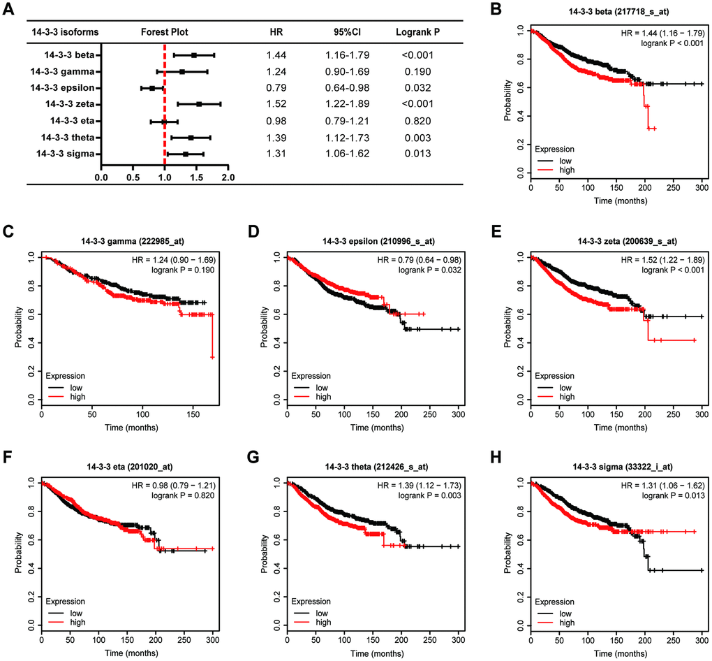 Prognostic value of 14-3-3 isoforms in BrCa patients (OS). (A) Forest map exhibiting the prognostic value of 14-3-3 isoforms in predicting OS. OS curves were plotted to evaluate the prognostic value of 14-3-3 isoform mRNA expression. (B) 14-3-3 beta, (C) 14-3-3 gamma, (D) 14-3-3 epsilon, (E) 14-3-3 zeta, (F) 14-3-3 eta, (G) 14-3-3 theta, (H) 14-3-3 sigma.