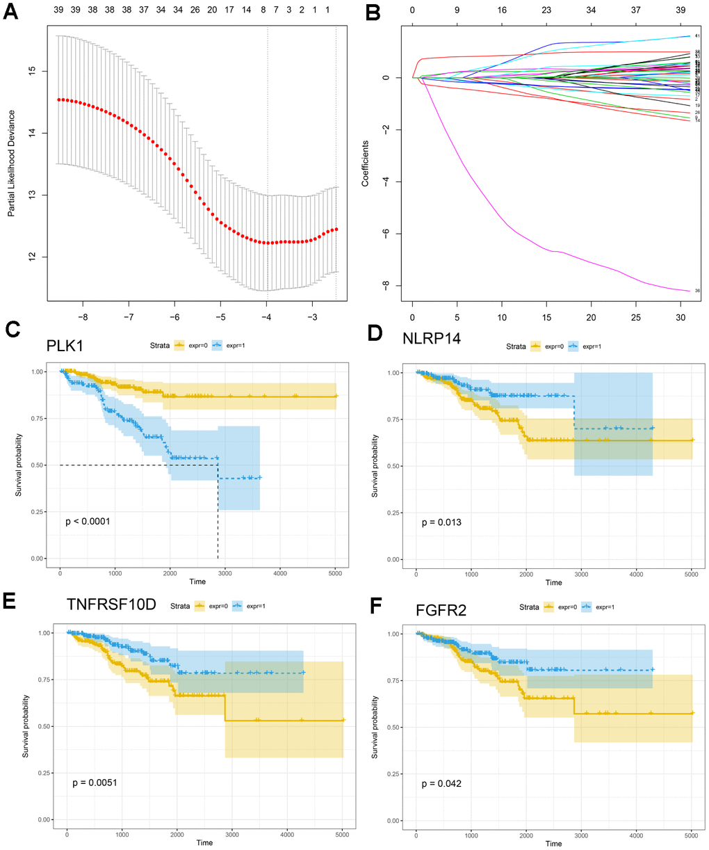 Construction of the IRG-based prognostic model. (A, B) The number of factors included in the model was determined through LASSO analysis. (C–F) KM curves for PLK1, NLRP14, TNFRSF10D, and FGFR2.