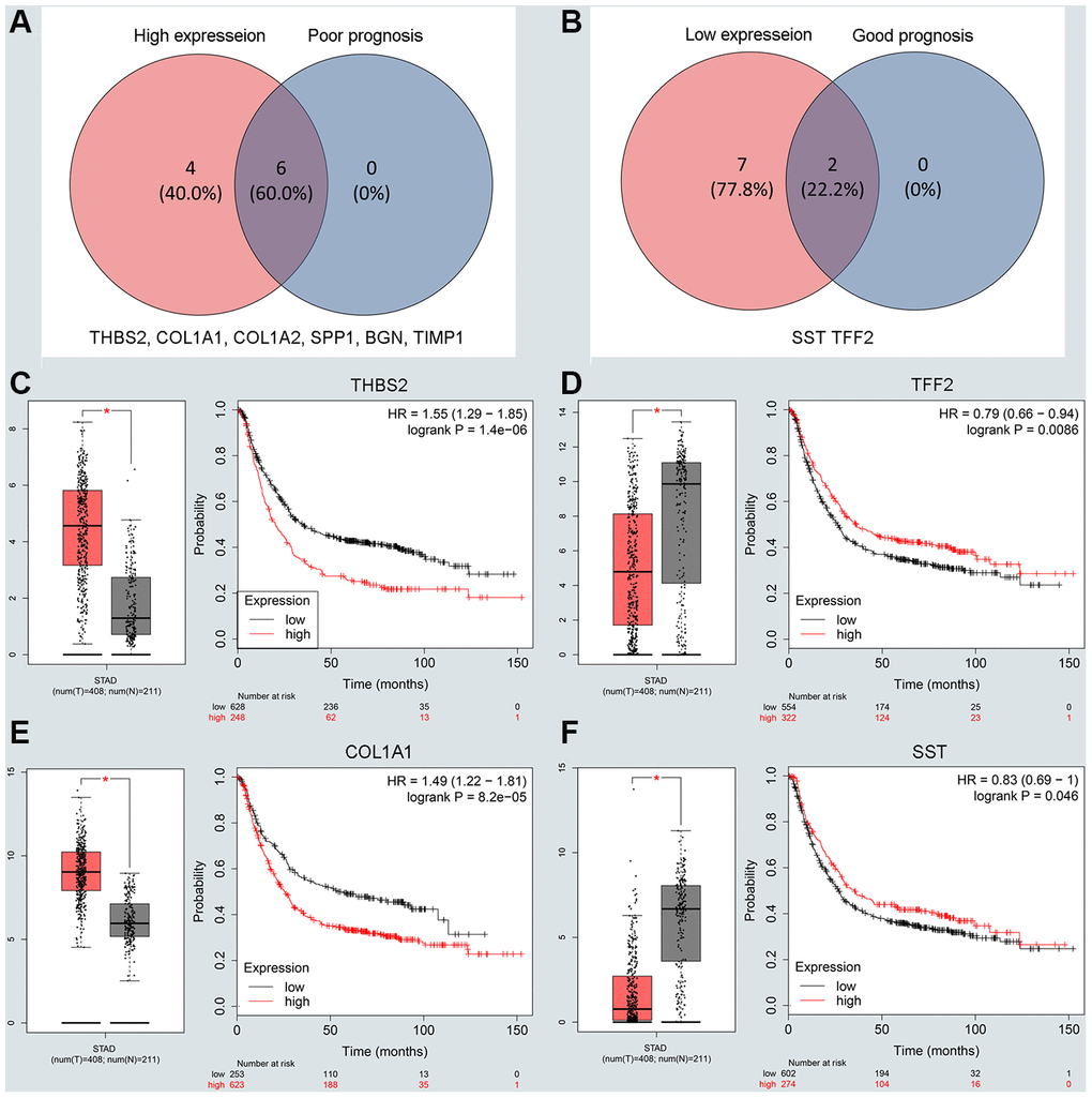 Screening and validating the expression roles and prognosis values of key genes in GC. (A) Screening the key genes with high expression and dismal prognosis values in upregulated hub genes. (B) Screening the key genes with low expression and good prognosis values in downregulated hub genes. (C–F) Validating expression roles and prognosis values of key genes in hub genes using GEPIA and Kaplan–Meier plotter databases.