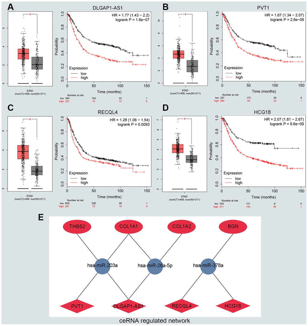 Identifying the key long noncoding RNA and constructing the ceRNA network in GC. (A–D) Validating the expression and prognostic value of four key lncRNAs using GEPIA and Kaplan–Meier plotter databases. (E) The potential mRNA-miRNA-lncRNA regulatory network related to GC prognosis. The ellipse, round and diamond shape represents lncRNAs, miRNA and mRNA respectively. Red and blue represent the ups and downs expression, respectively.