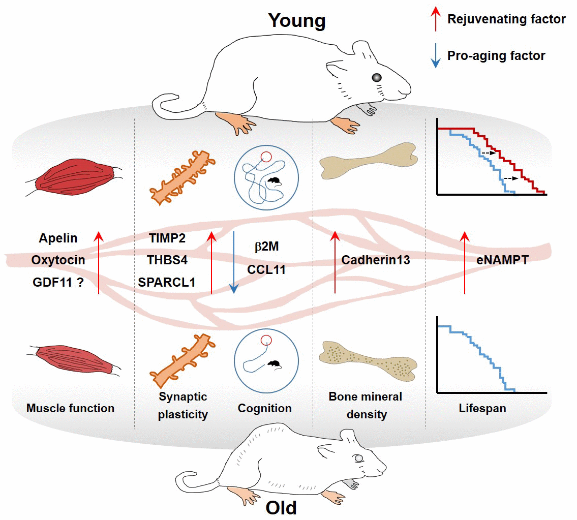 Circulating plasma factors involved in rejuvenation - Figure f1 | Aging