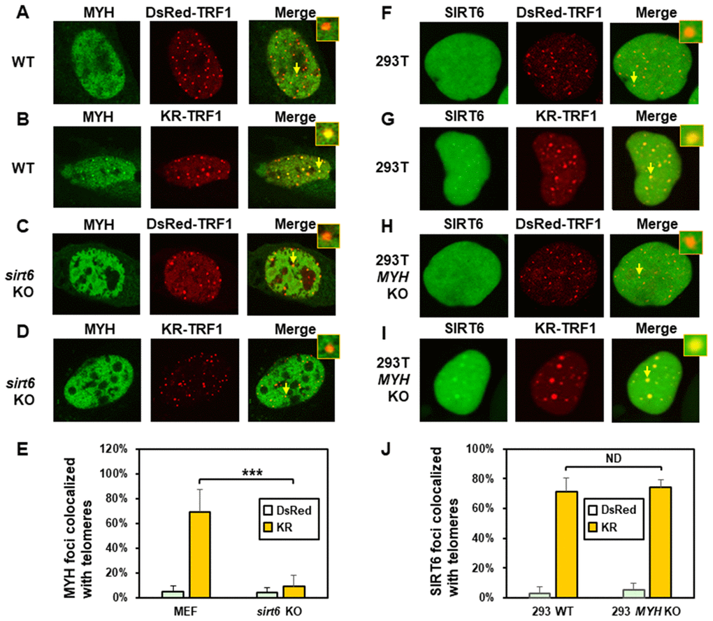 The formation of MYH foci induced at oxidatively damaged telomeres is dependent on SIRT6. (A and C), GFP-MYH does not form foci at sites with DsRed-TRF1 in undamaged control MEF and sirt6 KO MEF cells, respectively. (B and D), Damage response of GFP-MYH to the sites of KR-TRF1 after light activation in control and sirt6 KO MEF cells, respectively. GFP-MYH foci were not found at the sites of KR-TRF1 in sirt6 KO cells. (E), Analyses of about 20 cells in each (A–D) group indicated that approximately 70% of GFP-MYH foci colocalized with telomeres in control cells, in contrast, less than 10% of GFP-MYH foci colocalized with telomeres in sirt6 KO cells. (F–J), GFP-hSIRT6 foci formation at telomeres in control HEK-293T and MYH KO HEK-293T human cells. Experiments were performed similarly to (A–E) except using GFP-hSIRT6 and different cells. After ROS induction by activating the KR protein, about 70% of GFP-SIRT6 foci are colocalized with KR-TRF1 in both HEK-293T and MYH KO cells (J).