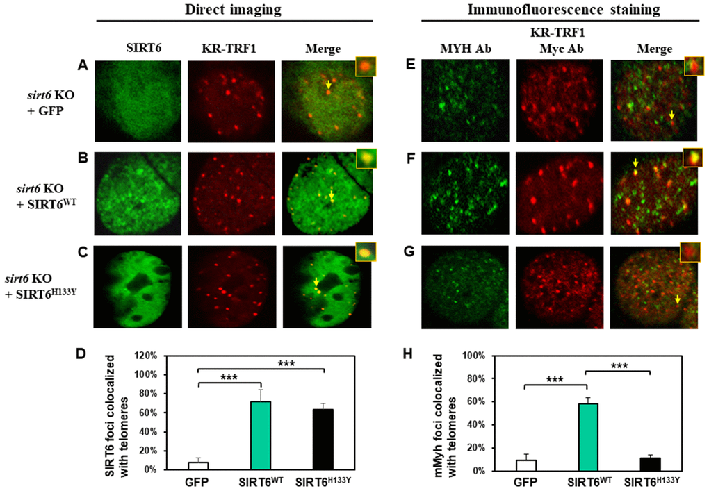 The recruitment of MYH at oxidatively damaged telomeres is dependent on the catalytic activities of SIRT6. MEF sirt6 KO cells were transfected with pEGFP-C1 vector or vector containing human wild-type (WT) or H133Y mutant hSIRT6 gene along with KR-TRF1 plasmid. (A–D), Both GFP-tagged hSIRT6WT and hSIRT6H133Y respond similarly to damaged telomeres. GFP-SIRT6 and Myc-tagged KR-TRF1 were detected by direct imaging. Images were captured 30 min after light activation with an Olympus FV1000 confocal microscopy system. (E–H), Response of endogenous mMyh to the damage sites in sirt6 KO cells expressing hSIRT6WT or hSIRT6H133Y mutant. Cell fluorescence was stripped by HCl treatment. GFP-SIRT6, MYH, and Myc-KR-TRF1 were them detected by immunofluorescence staining with GFP, MYH, and Myc antibodies (Ab), respectively, and reacted with blue, green, and red emission secondary antibodies, respectively. Cells containing blue-colored GFP-SIRT6 were selected for analyses to detect mMyh green foci and red-colored telomeres. (D) and (H), Quantitative analyses of 20 cells as in (A–C) and (E–F) groups, respectively. White, green, and black bars represent protein colocalization with telomeres in MEF sirt6 KO cells containing GFP alone, GFP-hSIRT6WT, or GFP-hSIRT6H133Y, respectively.