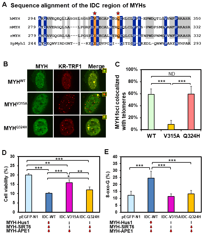 Human V315A mutant MYH protein expressed in mouse cells cannot associate with damaged telomeres and interrupting the MYH interactions with its partners can increase cell’s sensitivity to H2O2 and/or elevate cellular 8-oxoG levels. (A) Sequence alignment of the IDC regions of eukaryotic MYH proteins. V315 and Q324 of hMYH are important for interaction with Hus1 [55, 66] (red stars). However, residue Q324 of hMYH is dispensable for interacting with SIRT6 [40]. (B) and (C) GFP-MYHWT, GFP-MYHV315A, and GFP-MYHQ324H along with KR-TRF1 were expressed in MEF cells to determine their association with damaged telomeres. The association of GFP-MYHV315A, but not GFP-MYHQ324H, with damaged telomeres is substantially attenuated. (D) HEK-293T cells transformed with pEGFP-N1 vector or vector with IDC sequences were treated with 700 mM H2O2 for 1 h and recovered in fresh medium for two days. Cell viability was measured as described in Materials and Methods. (E) HEK-293T cells transformed with pEGFP-N1 vector or vector with IDC sequences were treated with 700 mM H2O2 for 1 h and recovered in fresh medium for 1 h. 8-oxoG levels were measured. Each average value was obtained by subtracting the value of cells containing pEGFP-N1 vector without H2O2 treatment from H2O2-treated cells with listed plasmids. *, **, and *** represent P P P 