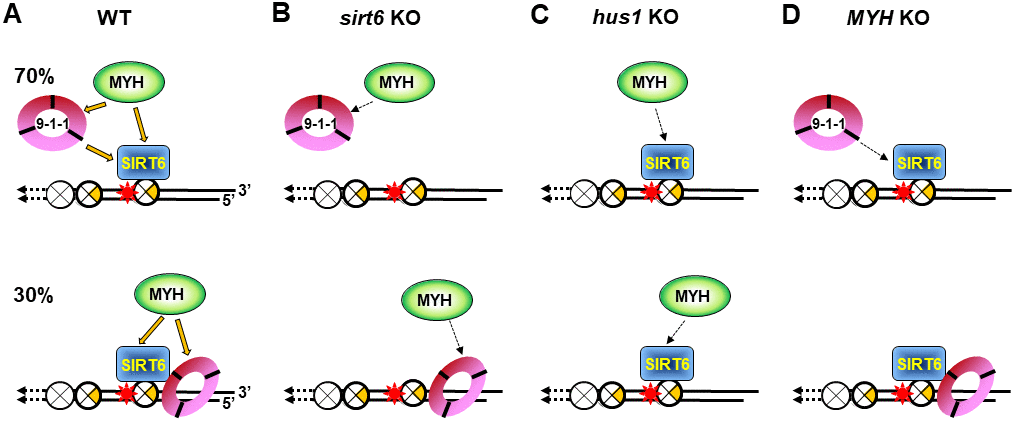 Models for response of SIRT6, MYH, and Rad9-Rad1-Hus1 to repair DNA damages on damaged telomeres. SIRT6, MYH, and Rad9-Rad1-Hus1 form a repair complex in a cooperative manner. (A) SIRT6 is recruited to damage telomeres at a very early step and then recruits MYH and Hus1 following oxidative stress. However, 30% of Hus1 can also respond to damaged telomeres independently on SIRT6. (B) A weaker interaction between MYH and Hus1 in the sirt6-/- cells leads to the loss of association of MYH at damaged telomeres. (C) A weaker interaction between MYH and SIRT6 in the hus1-/- cells leads to the loss of association of MYH at damaged telomeres. (D) A weaker interaction between Hus1 and SIRT6 in the MYH KO cells reduces the SIRT6-dependent 9-1-1 association but does not affect the SIRT6-independent 9-1-1 association at damaged telomeres.