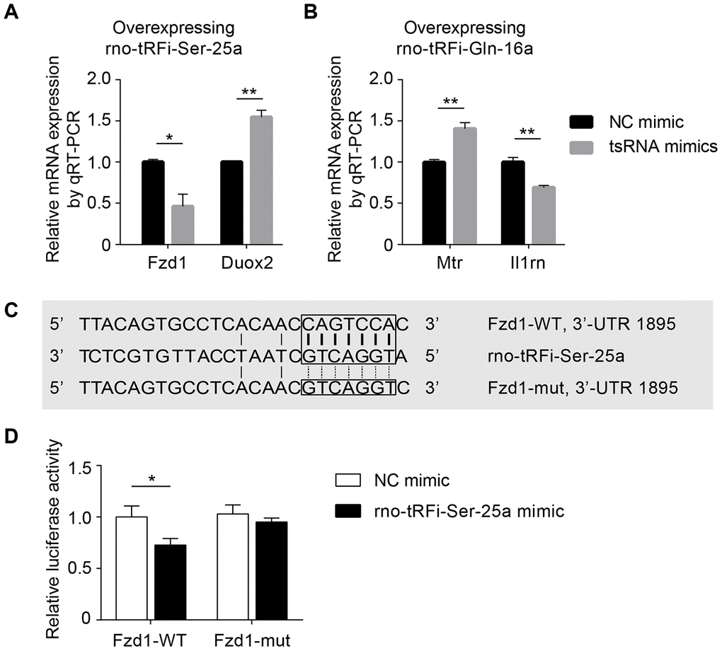 Experiments in vitro to validate tsRNAs targeting mRNAs by complementarily pairing of the nucleotides. (A) The relative Fzd1 and Duox2 levels were significantly changed after transfecting rno-tRFi-Ser-25a mimics in PC12 cells compared to the control (all P B) The relative expression levels of Mtr and Il1rn were significantly changed after transfecting rno-tRFi-Gln-16a mimics likewise. (C) Schematic representation of the potential binding sites for rno-tRFi-Ser-25a in the Fzd1 3’UTR. Seed sequences of the wild type (Fzd1-WT 3’UTR) and mutant type (Fzd1-mut 3’UTR) luciferase reporter showing the binding site. (D) The relative luciferase activity of the WT and mut reporter constructs, which were cotransfected with either the rno-tRFi-Ser-25a or negative control mimics. Data are presented as the ratio of luciferase activity from the negative control versus the rno-tRFi-Ser-25a mimic-transfected neurons. rno-tRFi-Ser-25a inhibited the luciferase activity of the WT, but not the mut reporter construct. rno-tRFi-Ser-25a directly targeted Fzd1 by binding to the 3’UTR sites. Data are presented as the mean ± SEM and *PP