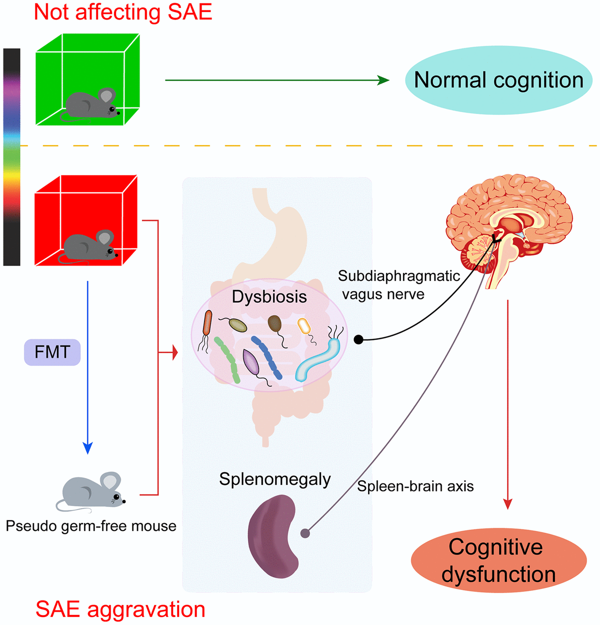 Red light exaggerated sepsis-induced learning impairments and anxiety ...