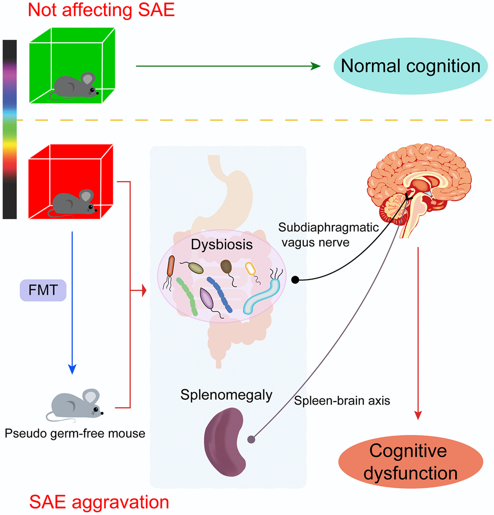 The effects of light exposure on cognition are wavelength dependent. Different colors of light distinctly influenced cognitive function in old mice. Red light exposure markedly altered the gut microbial diversity and composition and induced remarkable spleen enlargement in mice, leading to cognitive impairment in non-septic mice and exaggerating cognitive disorders in septic mice. Pseudo germ-free mice receiving fecal microbiota from red light-exposed septic mice also presented with splenomegaly and cognitive deficits. The damage depended on communication via the subdiaphragmatic vagus nerve through the “gut-brain axis” and the “spleen-brain axis.” Green light exposure had no obvious impact on cognition in mice.